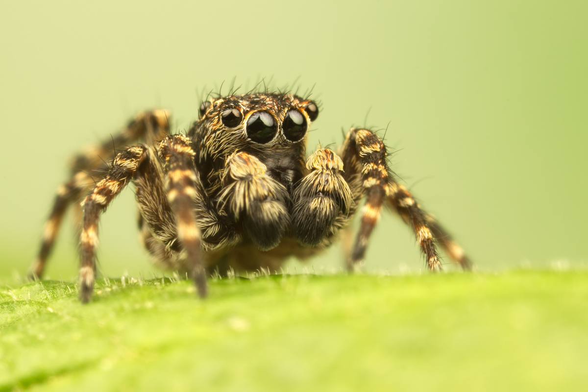 Jumping Spider - Sitticus pubescens 10